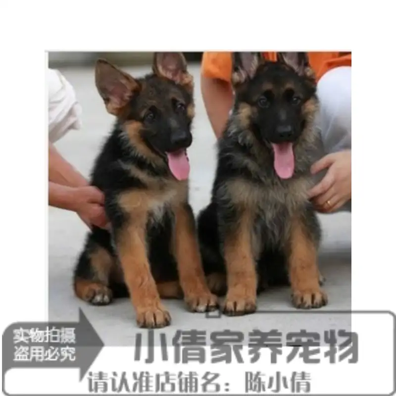 德牧犬幼犬售价(德牧犬幼犬售价多少钱)