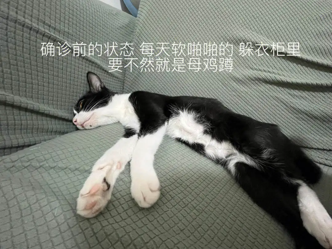 猫传腹是绝症吗(猫传腹一定会死吗)