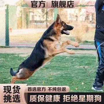 一只德国牧羊犬幼犬多少钱(一只德国牧羊犬幼犬多少钱啊)