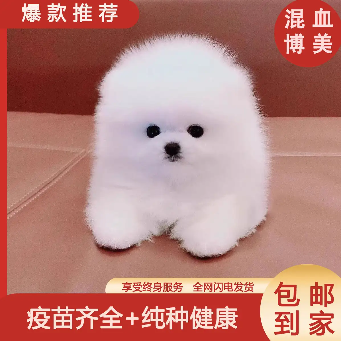 袖珍犬能活多久(袖珍狗多少钱一只,图片)