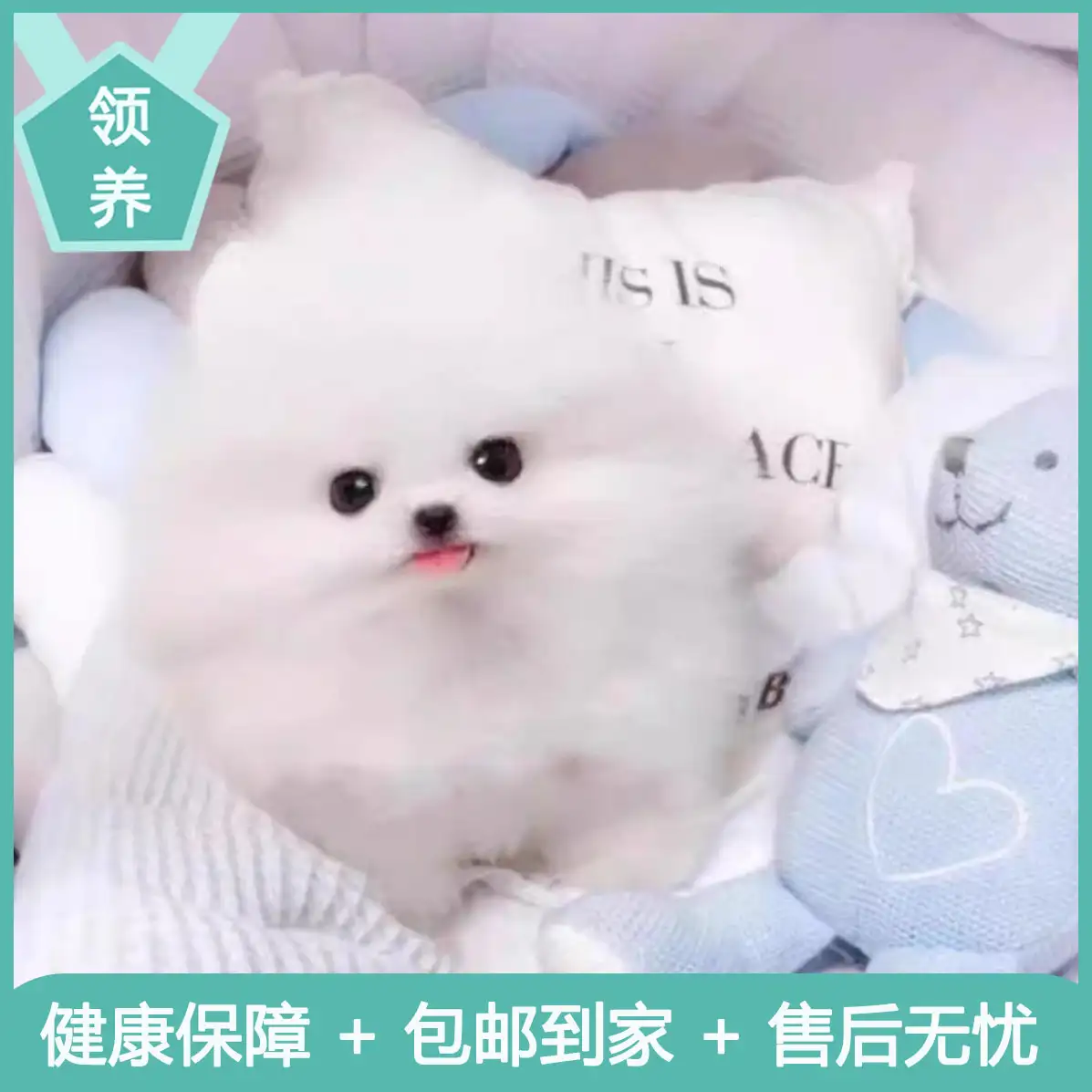 袖珍犬能活多久(袖珍狗多少钱一只,图片)