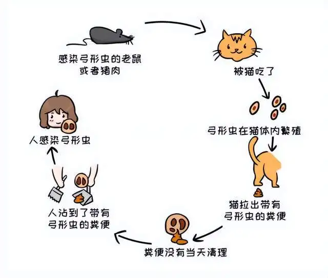 猫咪生命周期(猫咪生命周期是多少天)