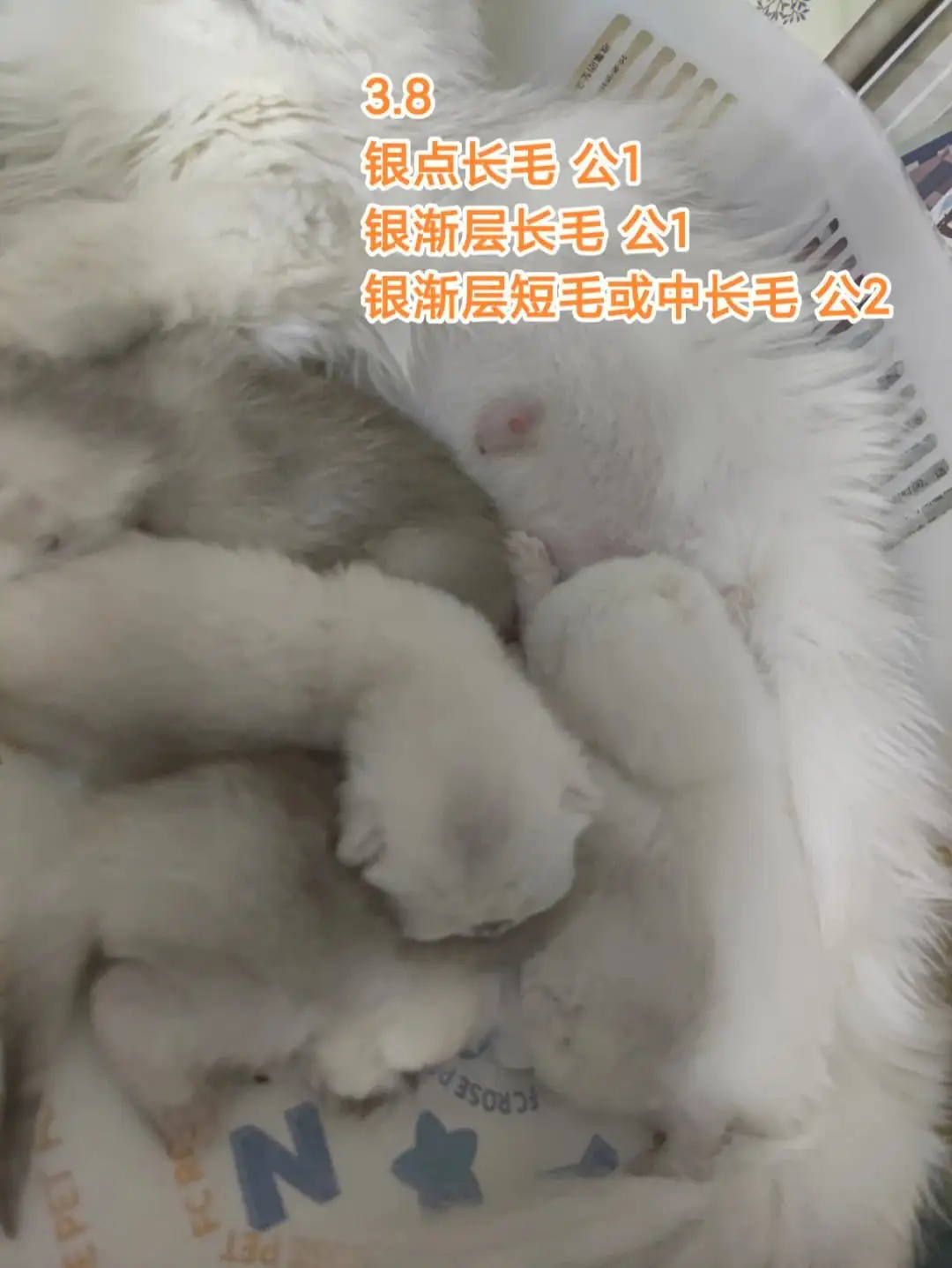 小母猫几个月可以怀宝宝(小母猫几个月可以怀宝宝了)