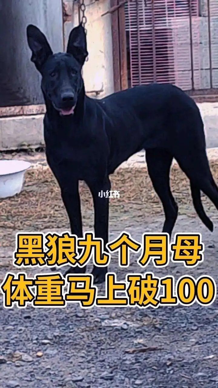 黑狼犬小狗价格(黑狼犬小狗多少钱一只)