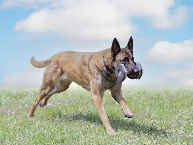 五红犬属于禁养犬么(五红犬属于禁养犬么为什么)