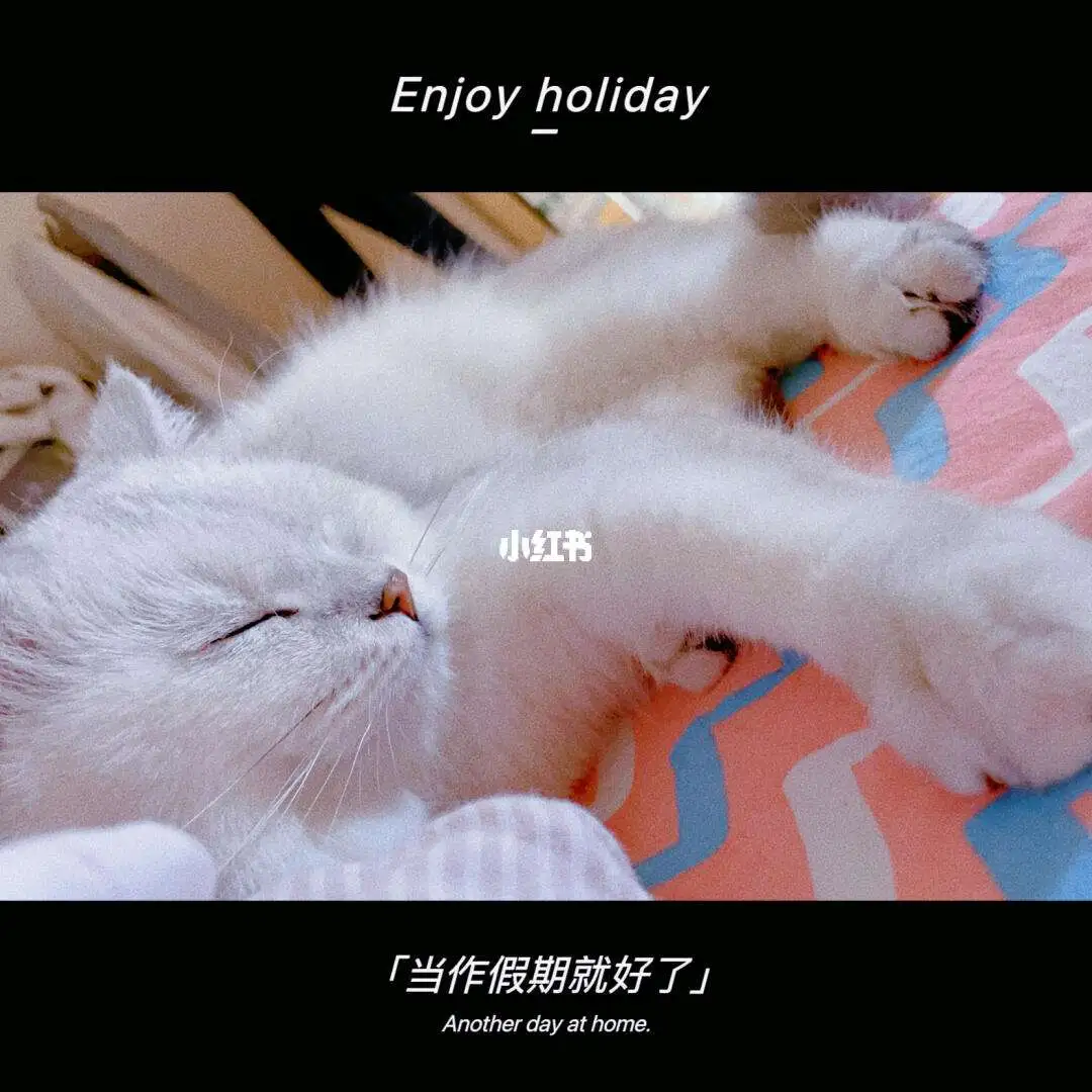 猫咪出汗的部位在哪里(猫咪出汗的部位在哪里图片)