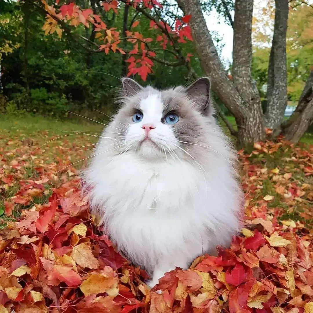 猫各种品种的照片(猫的品种有几种的图片显示)