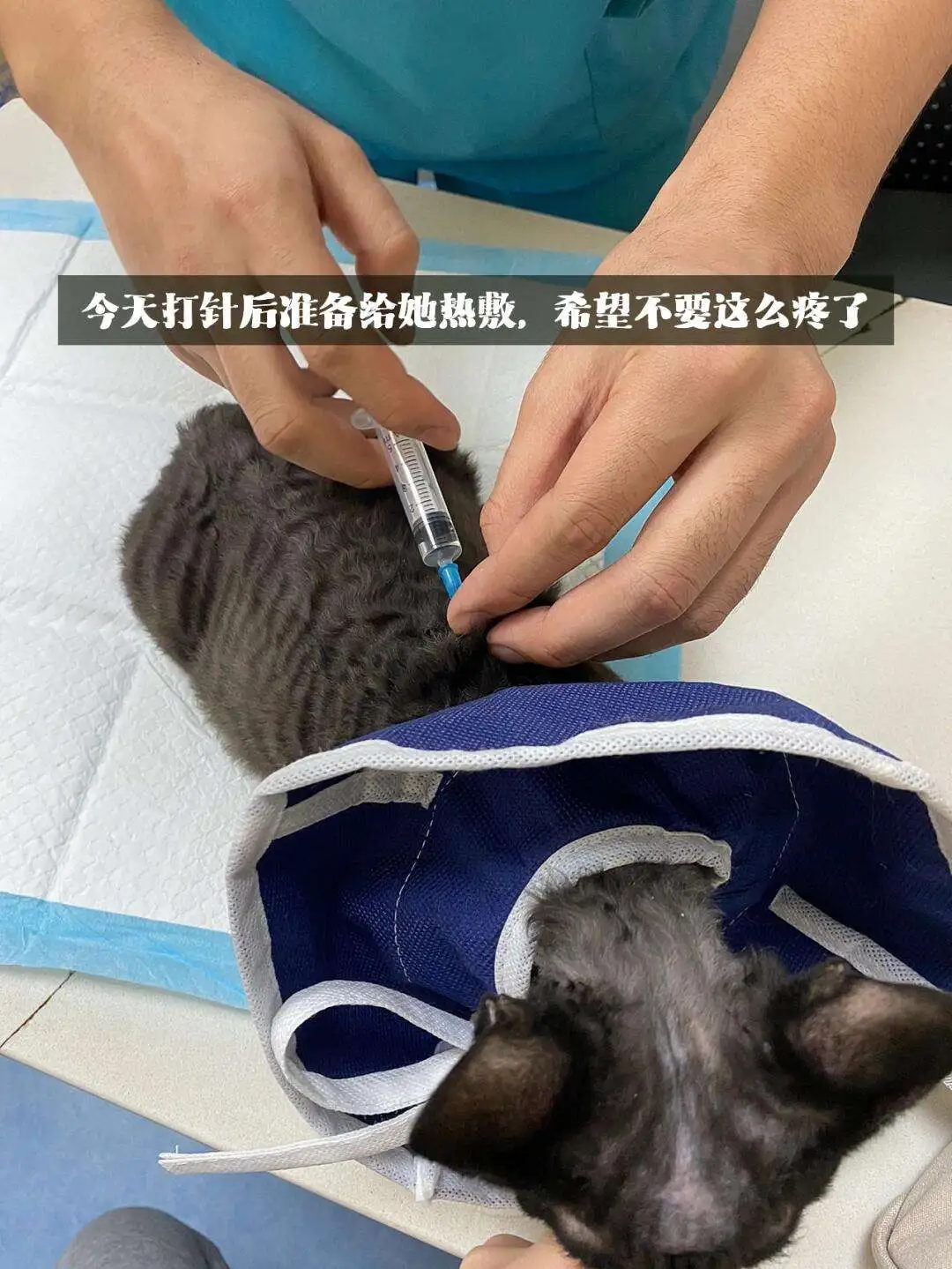 猫传腹用量(猫传腹治疗一天多少钱)