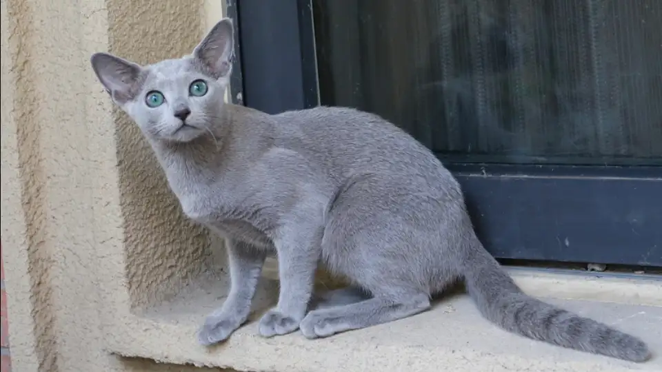 俄罗斯长毛蓝猫(俄罗斯蓝猫长啥样)