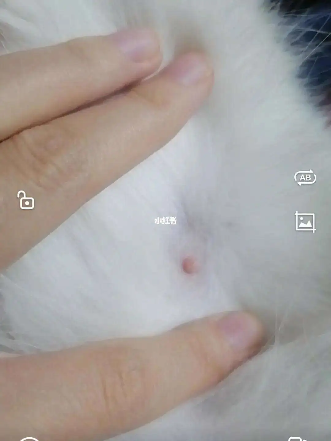 母猫怀孕了(母猫怀孕了为什么还会一直叫)