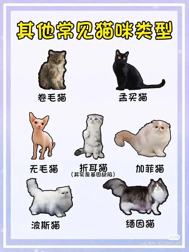 猫有些啥品种(猫咪有些什么品种)