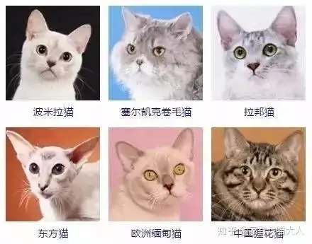 宠物猫品种及价格介绍(宠物猫品种及价格介绍图片)