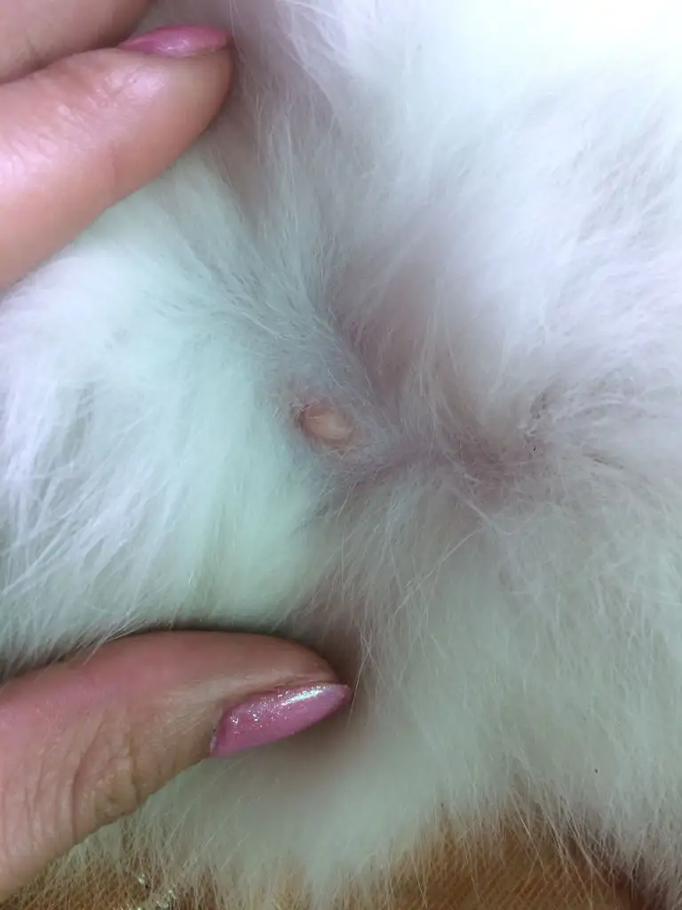 3个月小猫怀孕(3个月小猫怀孕了还能生吗)