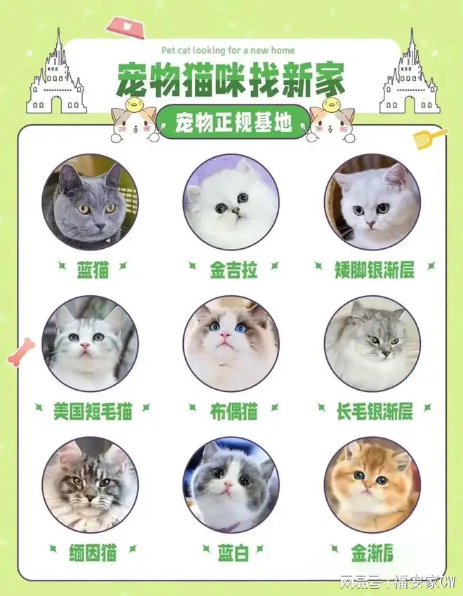 宠物猫品种及价格介绍(宠物猫品种及价格介绍图片)