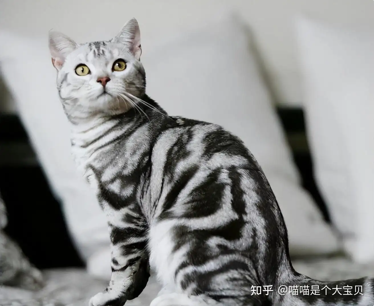 猫最不喜欢的几种气味(猫最不喜欢的气味是什么)