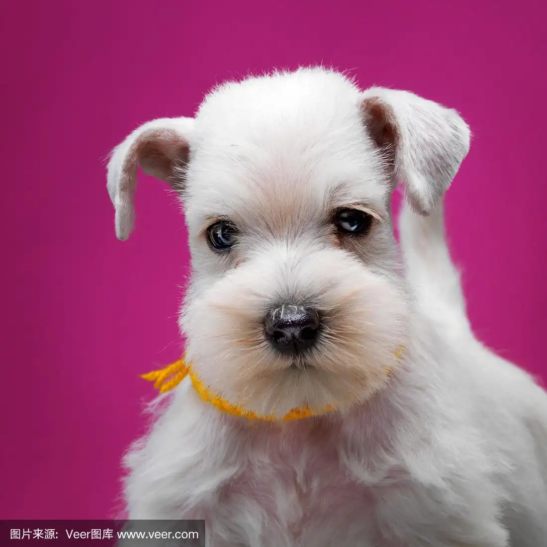 迷你雪纳瑞幼犬(迷你雪纳瑞幼犬喜欢玩什么玩具)