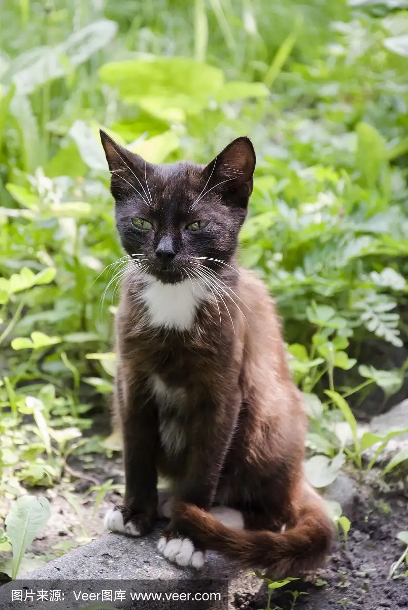 黑毛绿眼睛的猫是什么品种(黑色毛绿眼睛猫是什么品种猫)