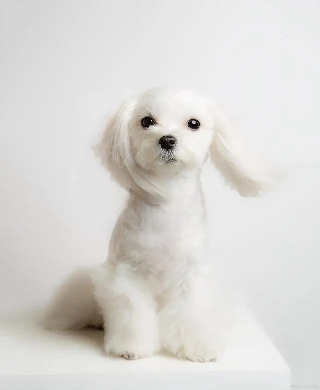 马尔济斯犬可以长多大?的简单介绍