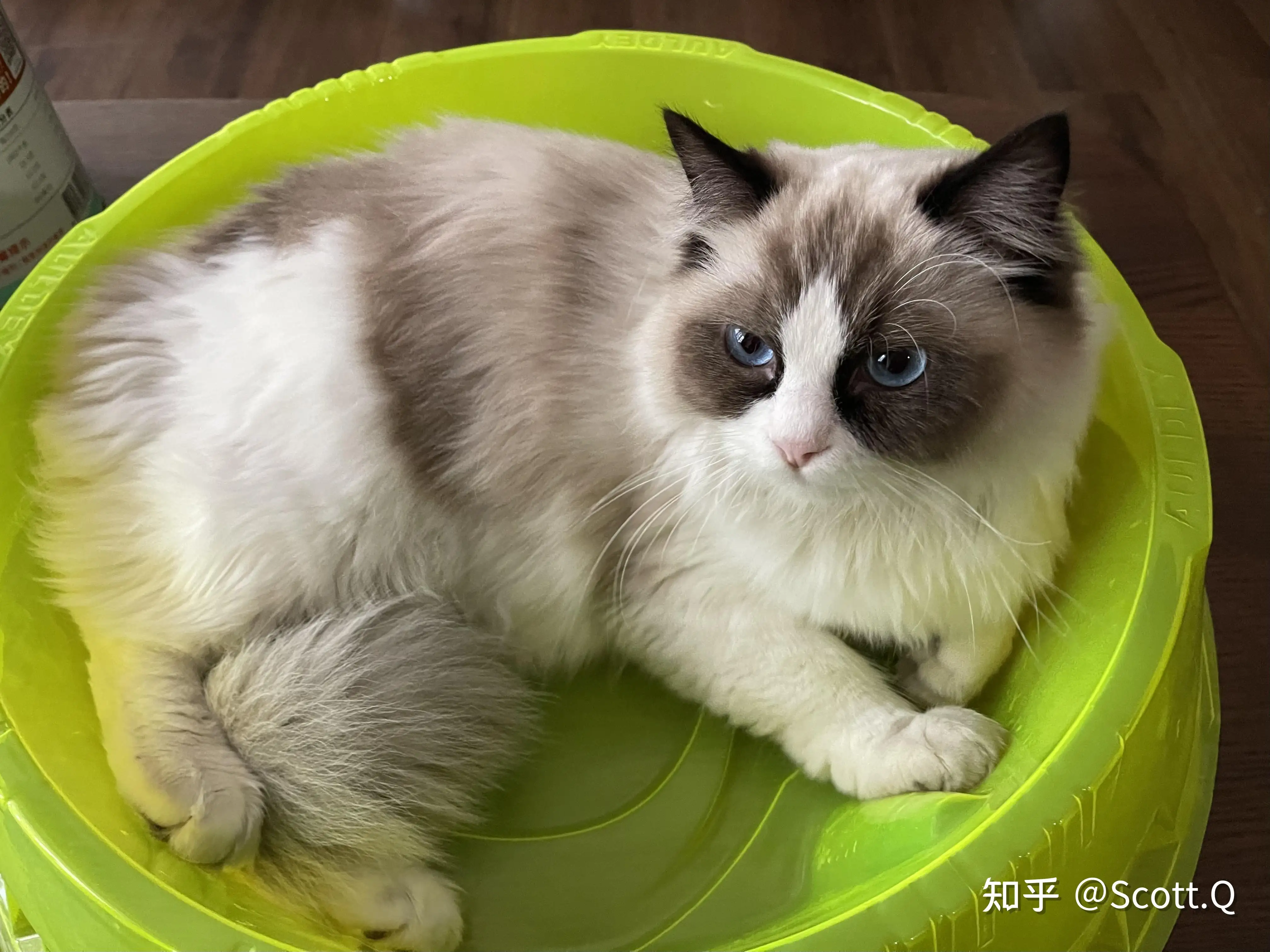 布偶猫品质怎么看(布偶猫品相好的怎么看)