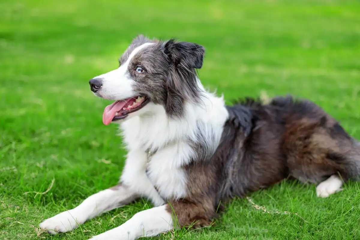 边境牧羊犬好养吗?优缺点?(边境牧羊犬好养吗,家里能养吗?)