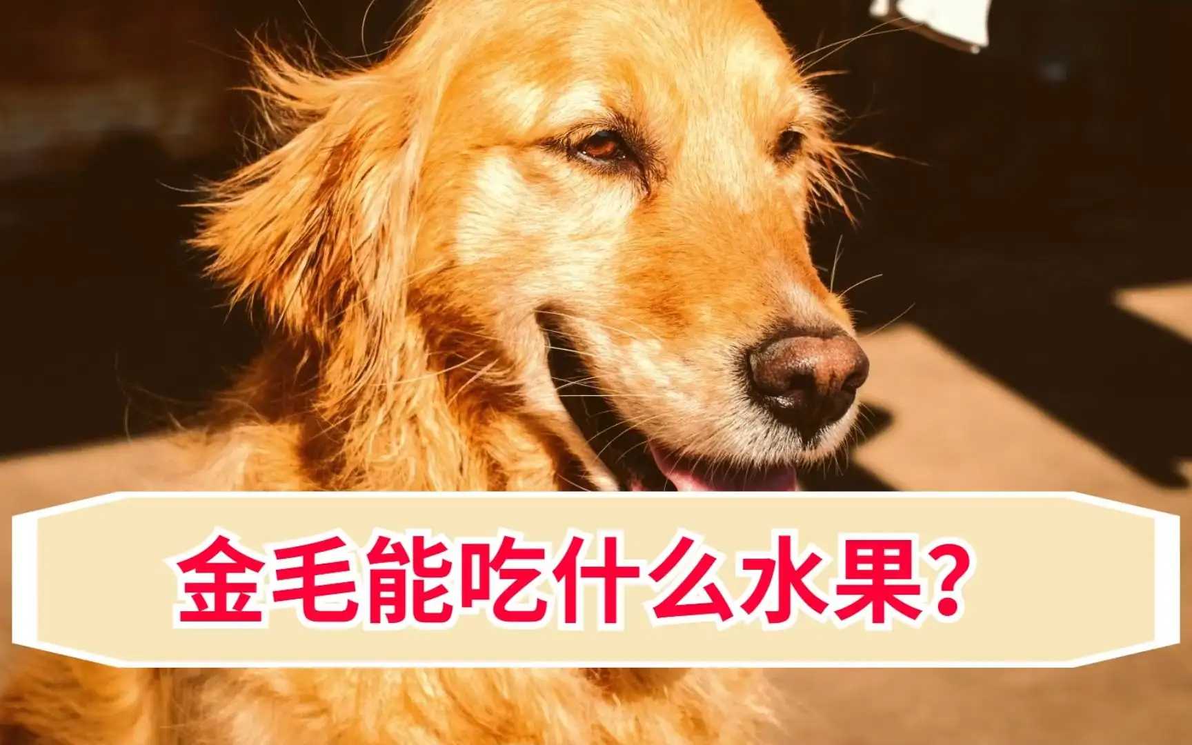 金毛幼犬要吃什么(金毛幼犬吃什么毛色又亮又好看)