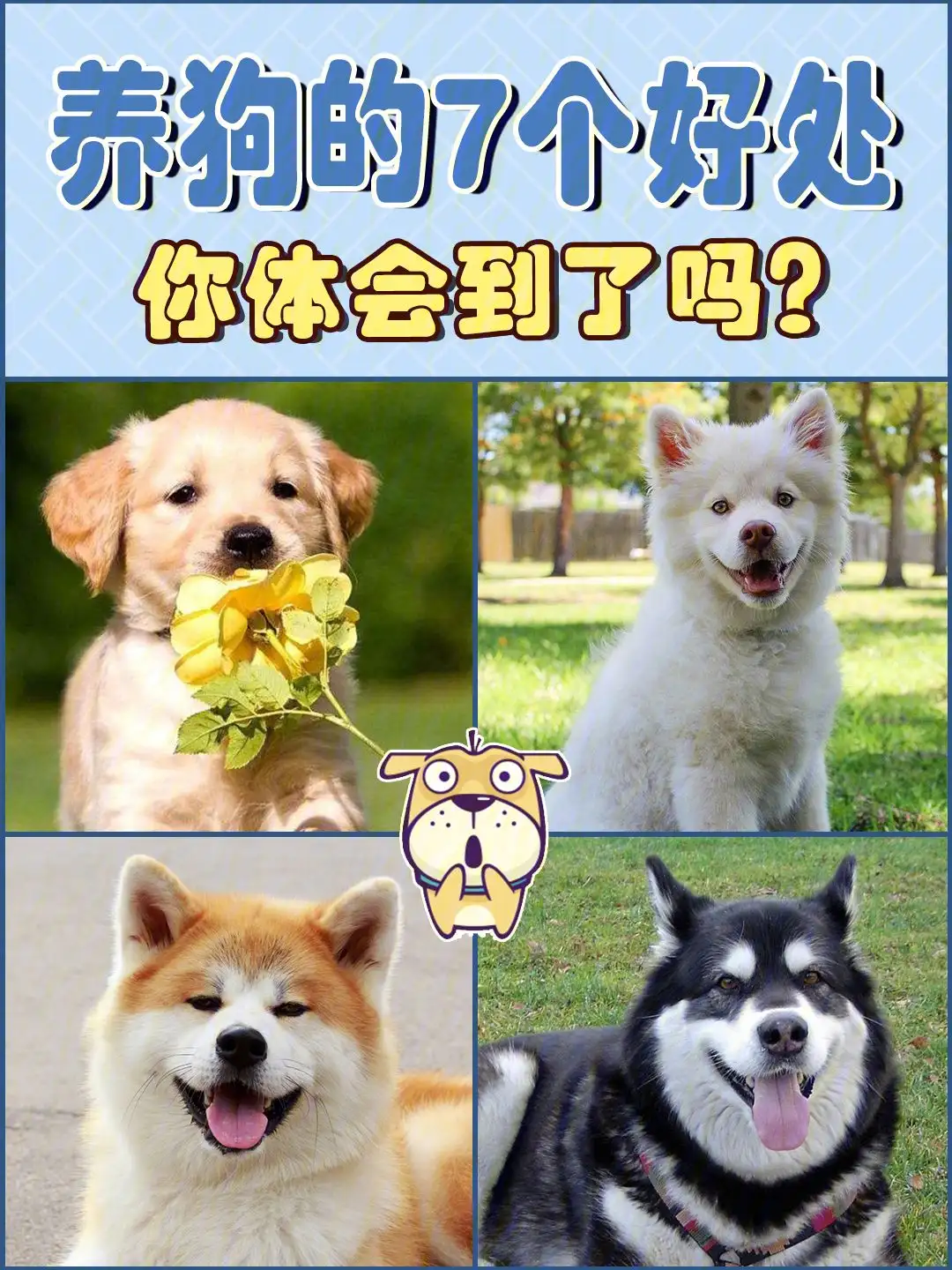 养狗对人的好处(养狗对人身体的好处)