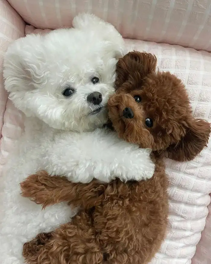 泰迪熊和泰迪有什么区别(泰迪和泰迪熊是一个品种吗)