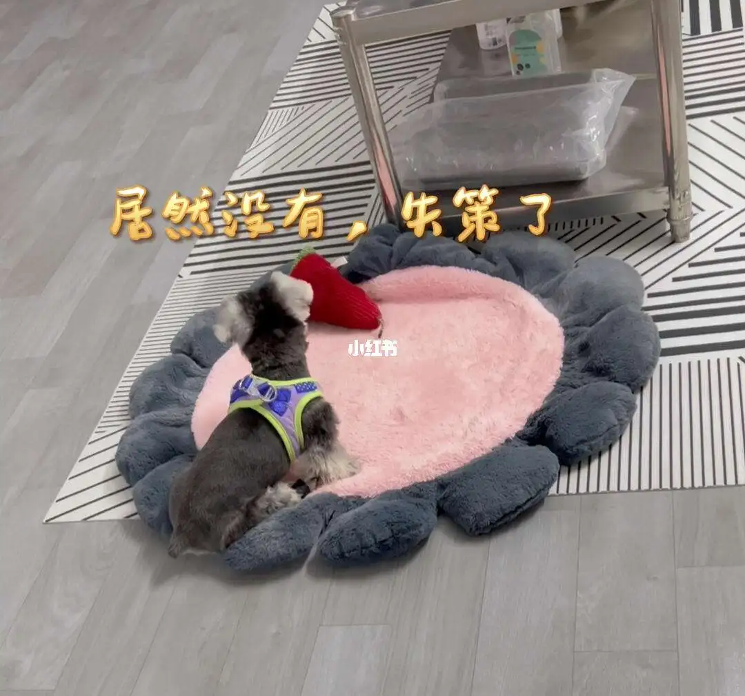 雪纳瑞一直刨地(雪纳瑞为什么刨地)