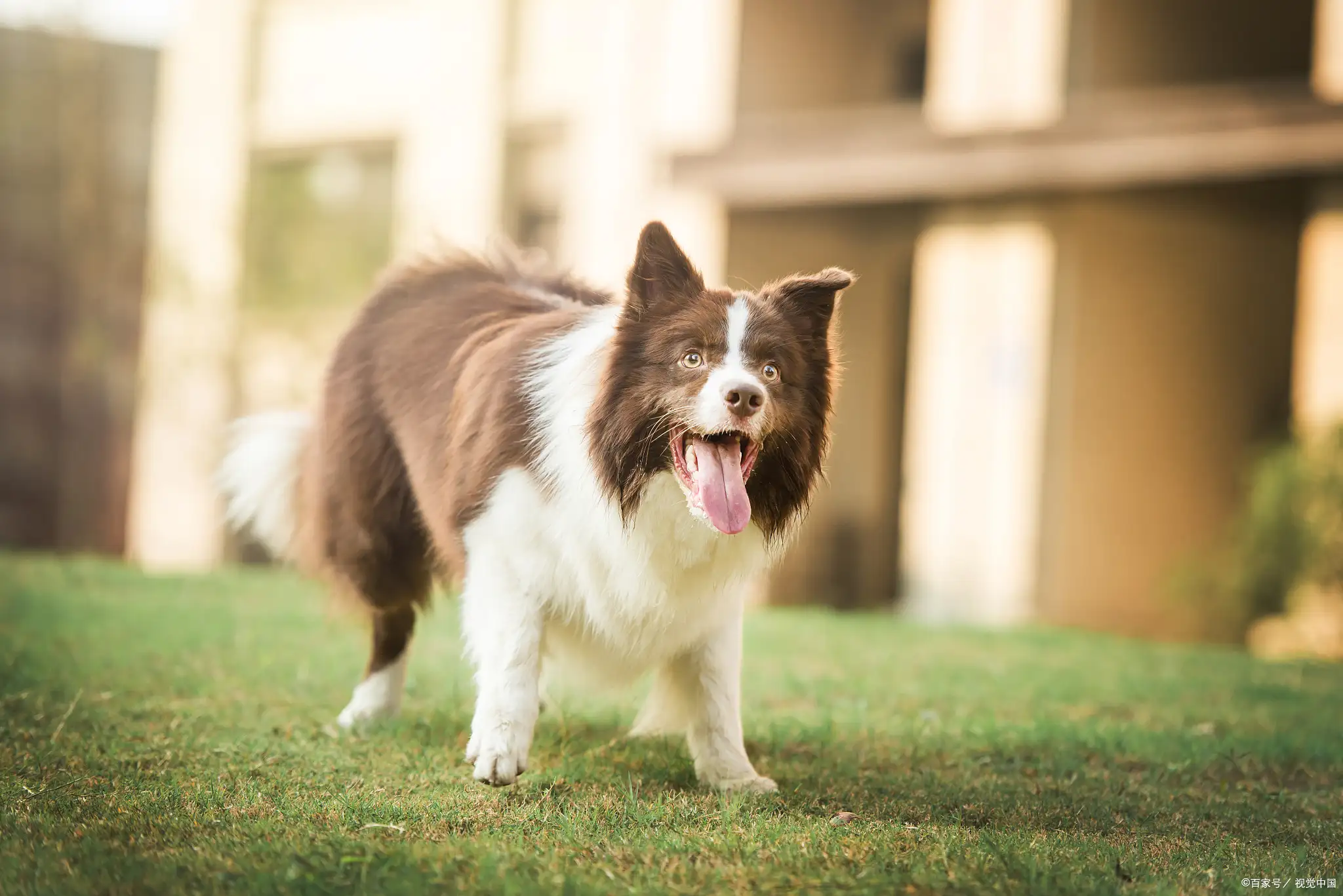 边境牧羊犬好养吗?优缺点?(边境牧羊犬好养吗,家里能养吗?)