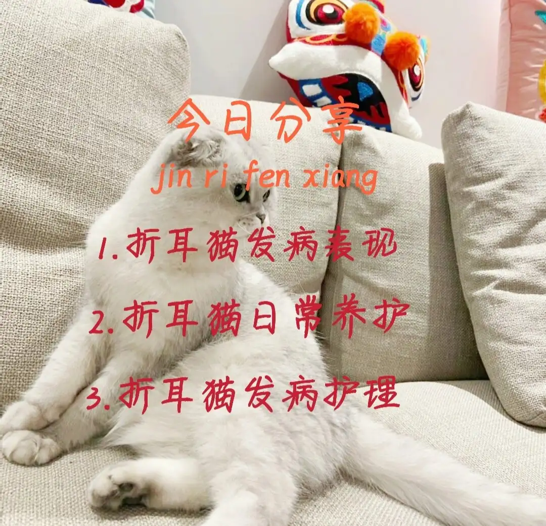 折耳蓝猫怎么养(折耳蓝猫好养活吗)