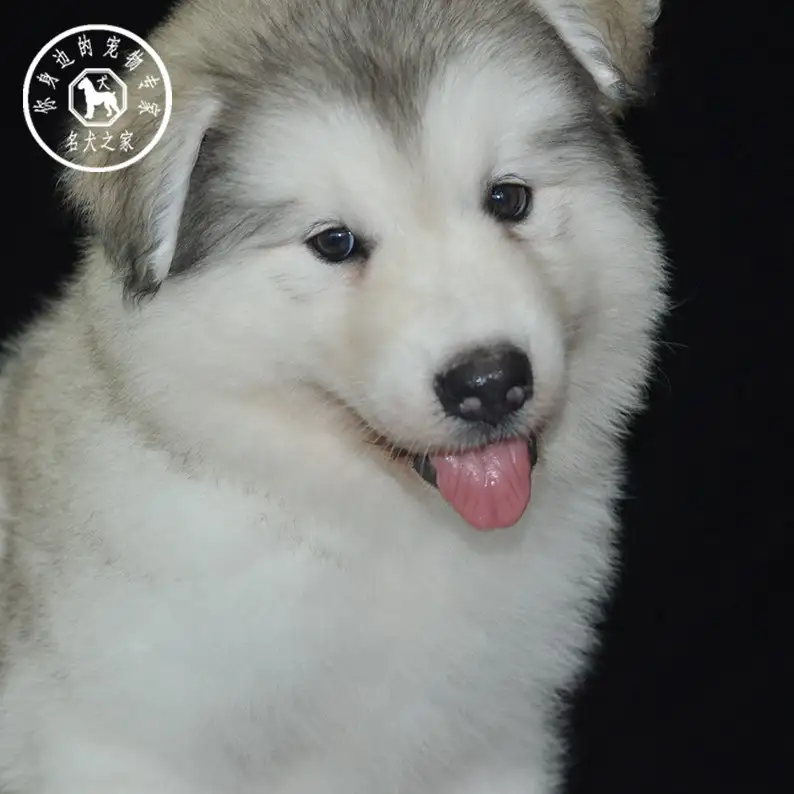 幼犬阿拉斯加雪橇犬(幼犬阿拉斯加雪橇犬怎么训练)