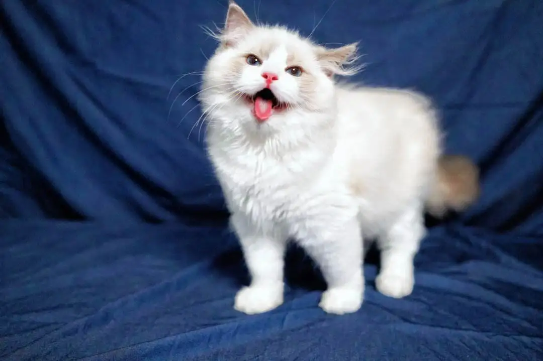 蓝色的眼睛的猫是什么品种(蓝色眼睛的猫是什么品种贵吗)