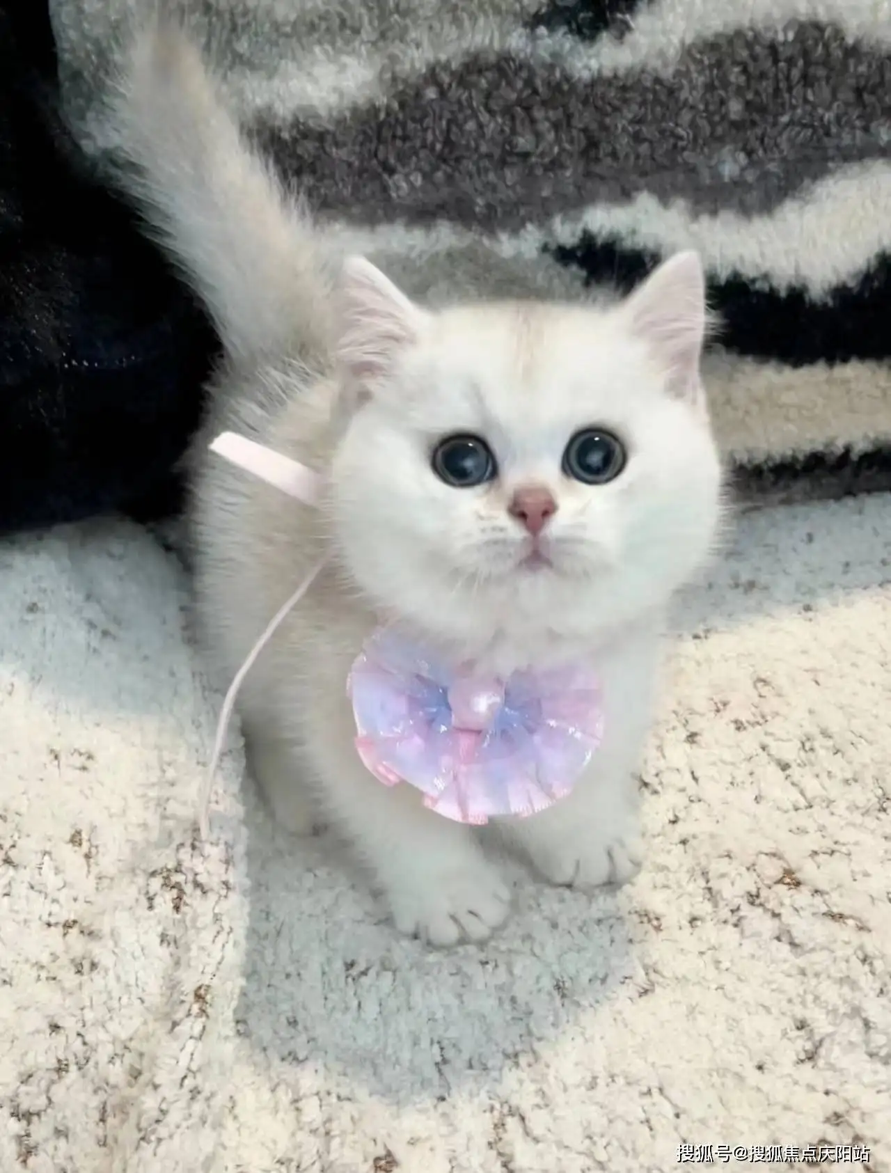猫品种银渐层(猫品种银渐层图片)