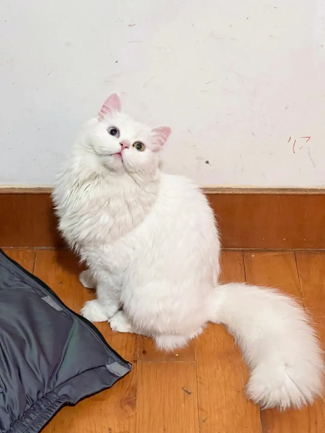 小猫几个月怀孕(小猫几个月怀孕比较好)