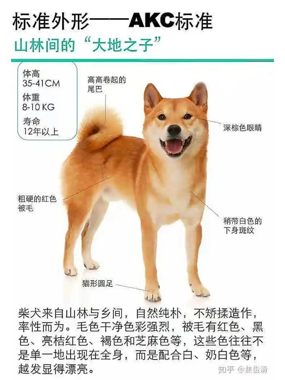 秋田犬与柴犬的区别图(秋田犬与柴犬有什么区别)