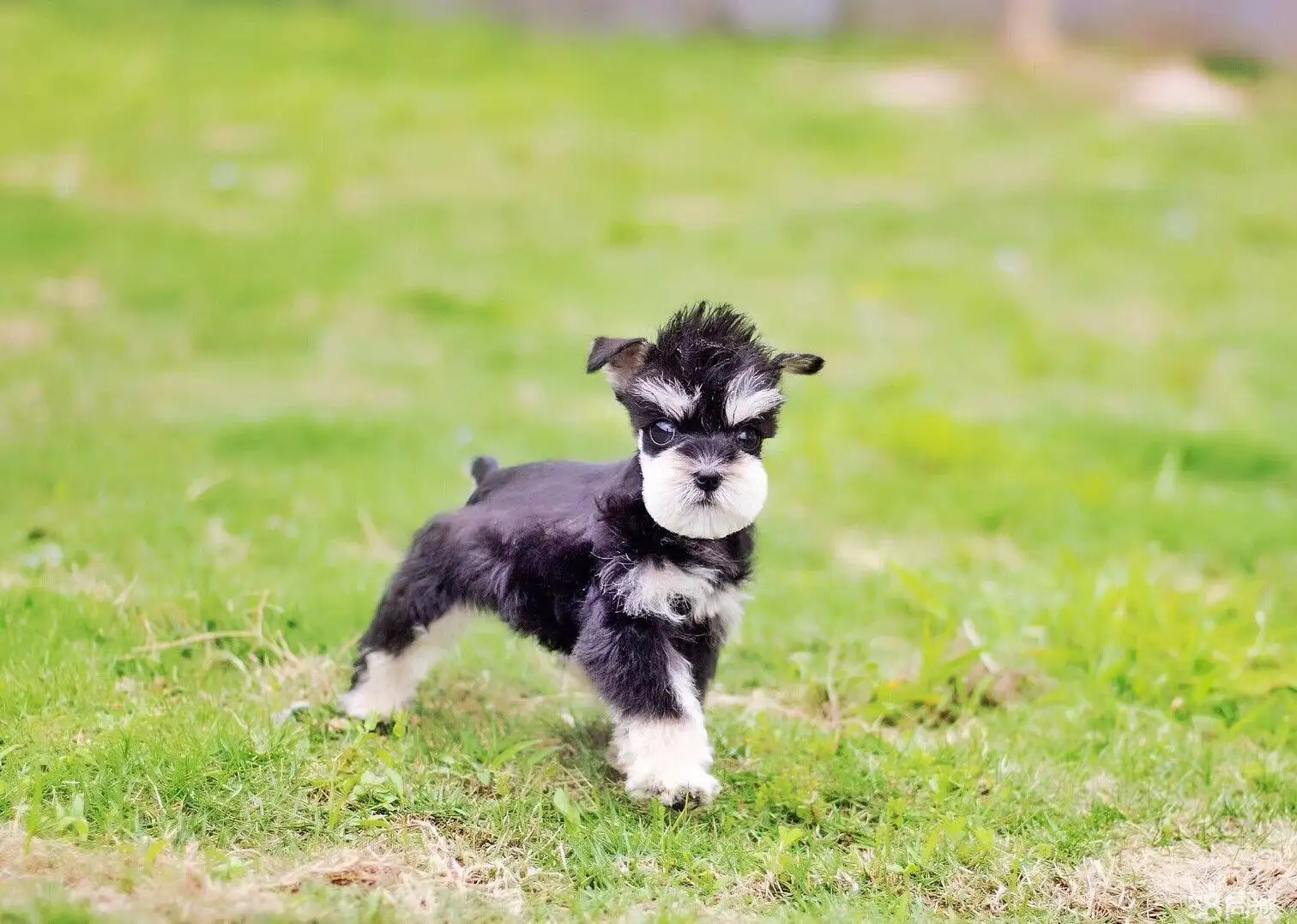 迷你雪纳瑞幼犬(迷你雪纳瑞幼犬喜欢玩什么玩具)