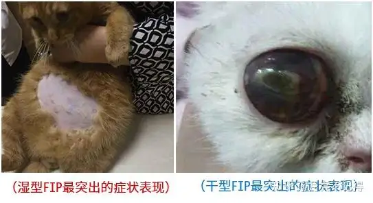 怎么判断猫咪有没有得猫传腹(如何判断猫咪是不是得了猫传腹)