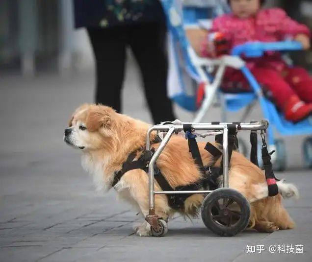 宠物狗一般能活多少年(宠物狗一般能活多少年?)