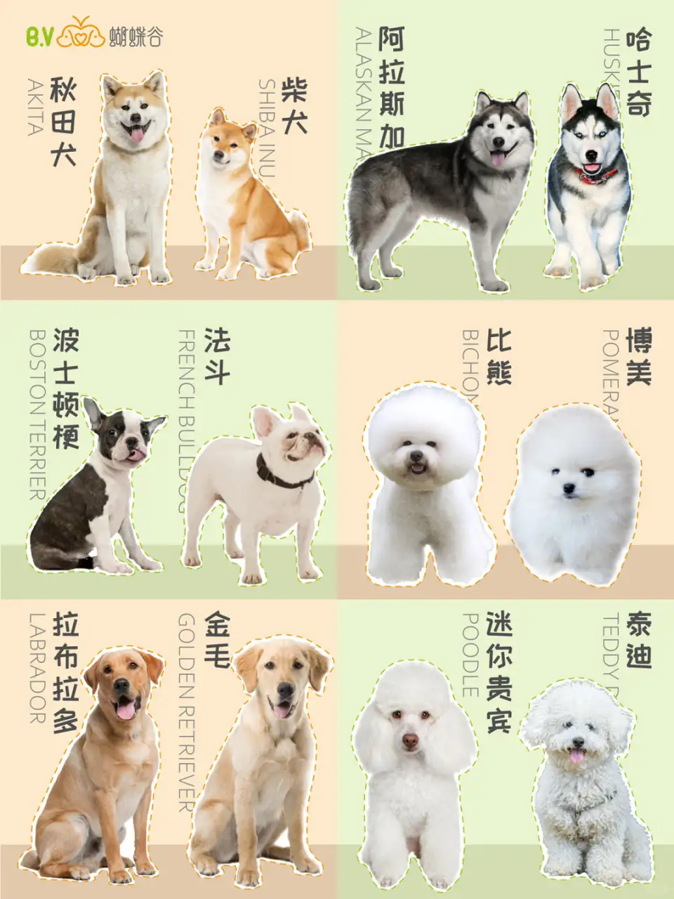 阿拉斯加犬的饲养方法(阿拉斯加犬饲养注意事项)