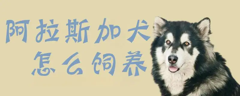 阿拉斯加犬的饲养方法(阿拉斯加犬饲养注意事项)