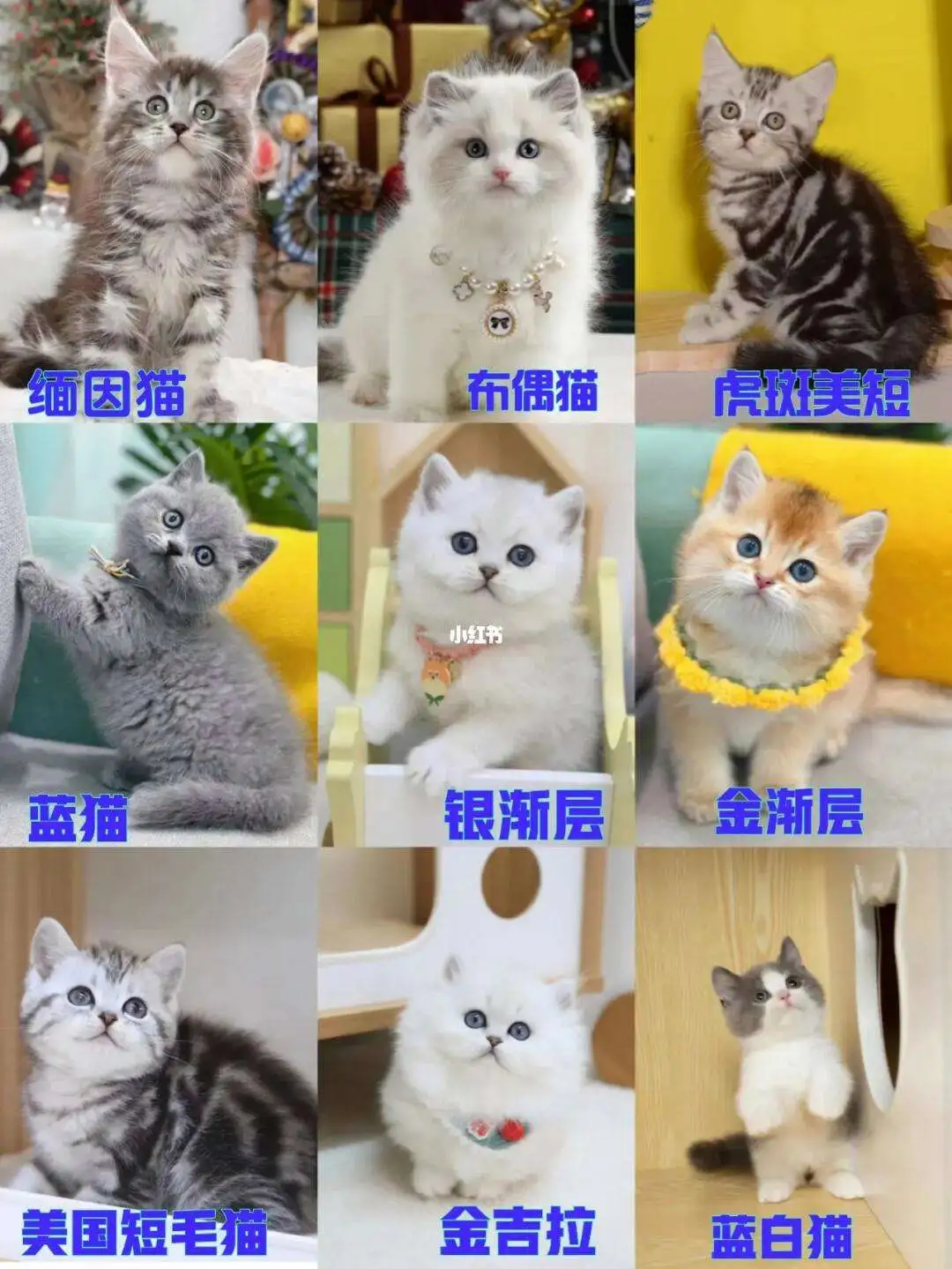 宠物猫的价钱及品种(各种宠物猫的价位排名)