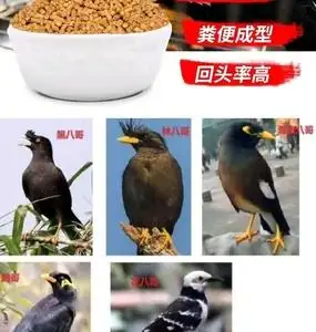 八哥鸟食十大品牌(八哥鸟食哪个牌子最好)