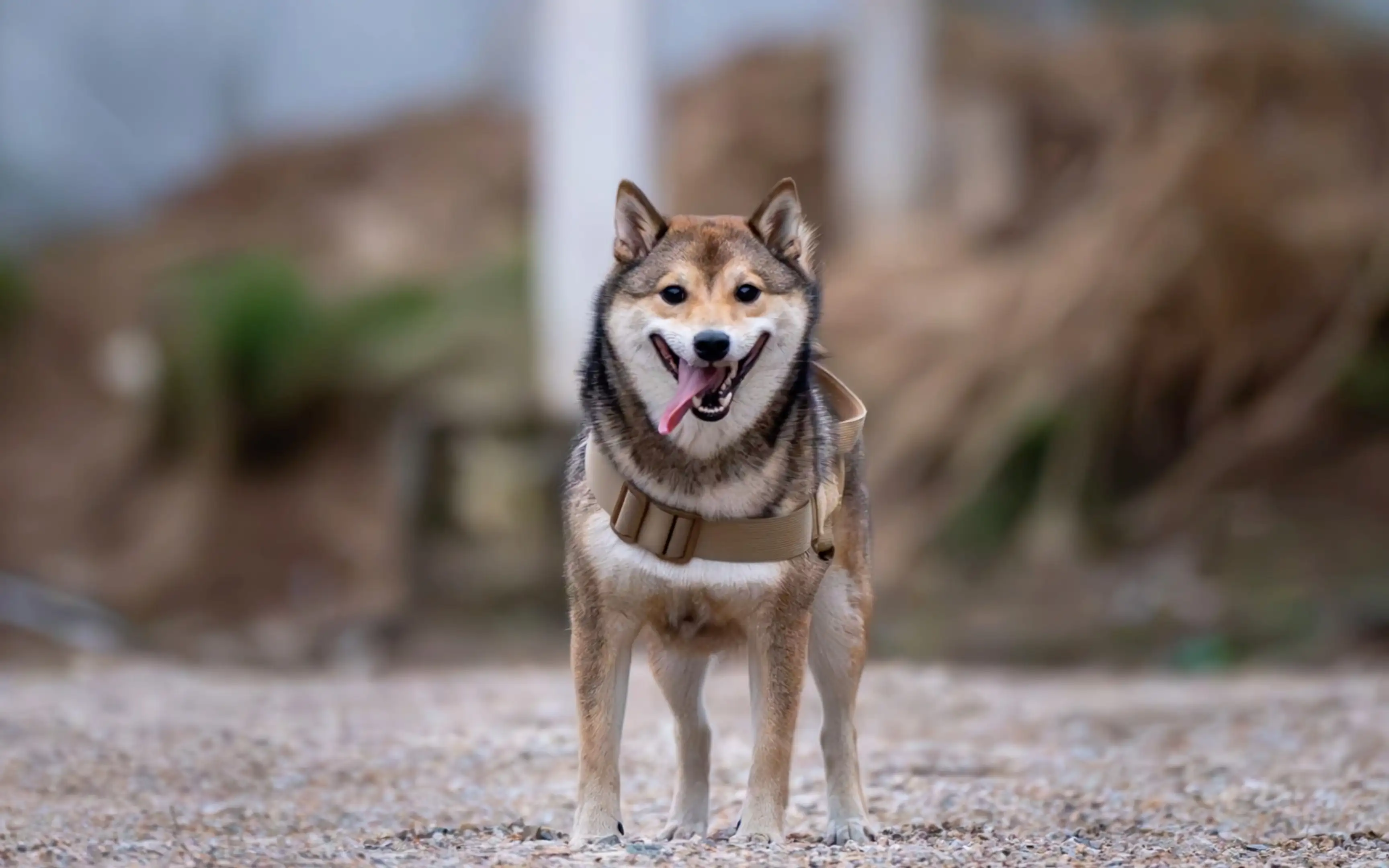 柴犬是狗还是犬(柴犬是属于什么犬)