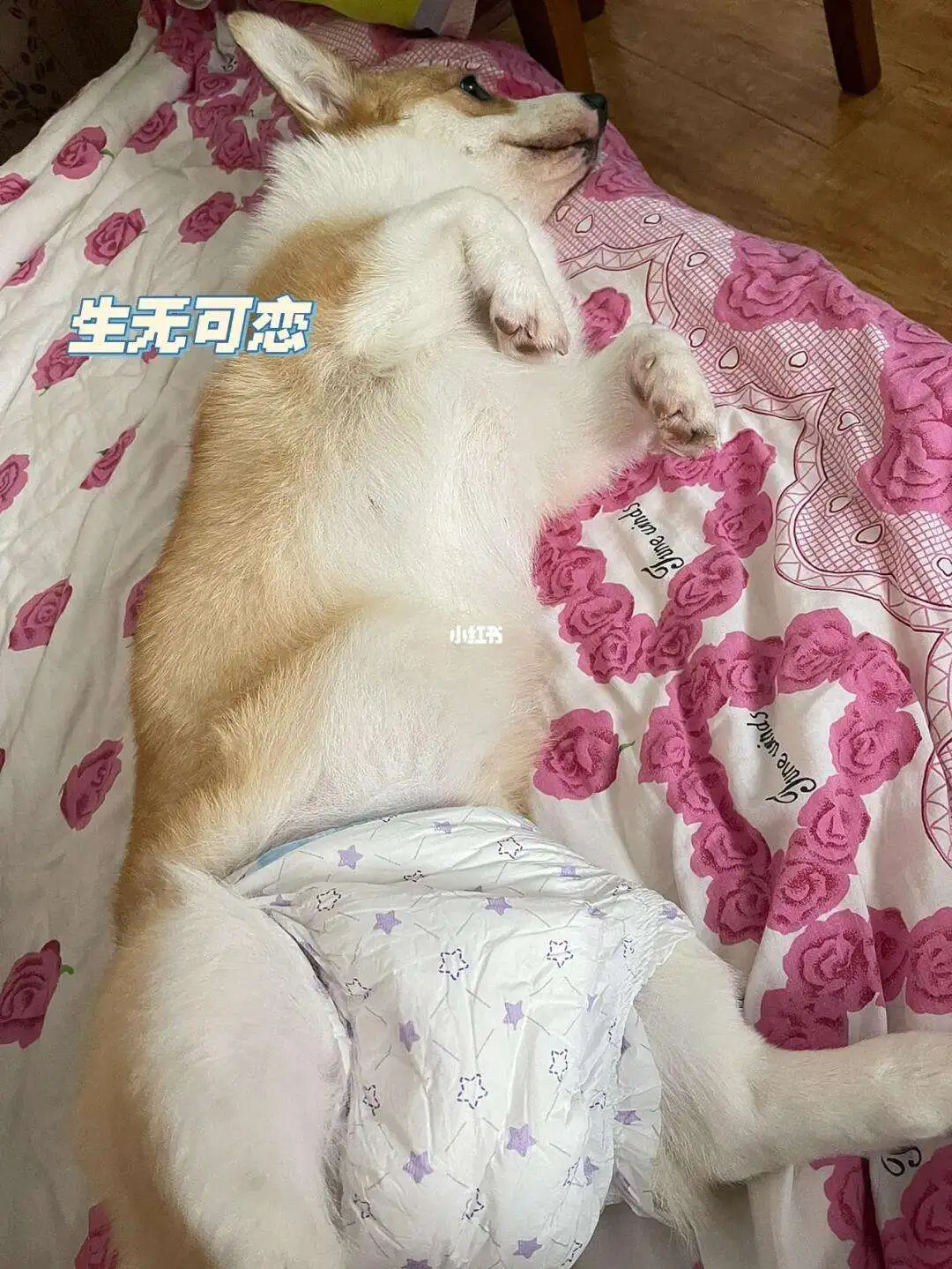 猫有月经嘛(猫有月经吗?为什么会流血)