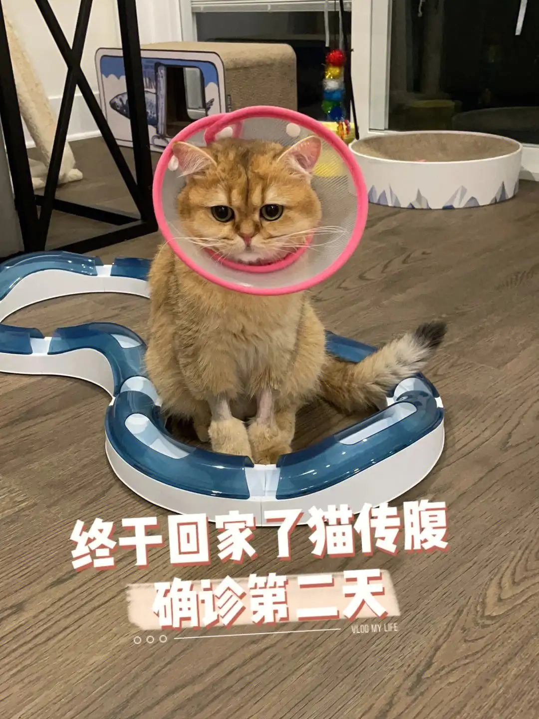 猫三联猫传腹(猫传腹第三代药)