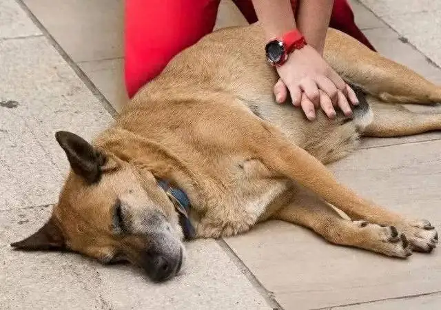 狗的生命有多少年(狗的生命一般是几年)