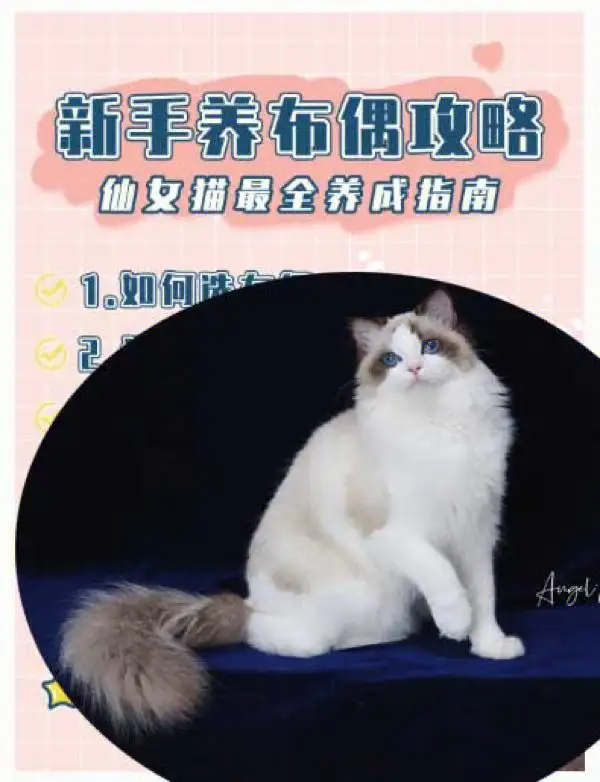 布偶猫怎么养肥(布偶猫养肥用什么猫粮好)