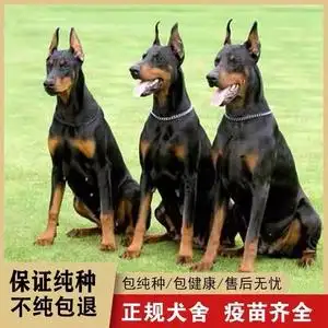 买纯种杜宾犬幼犬(纯种杜宾犬幼犬一只多少钱)