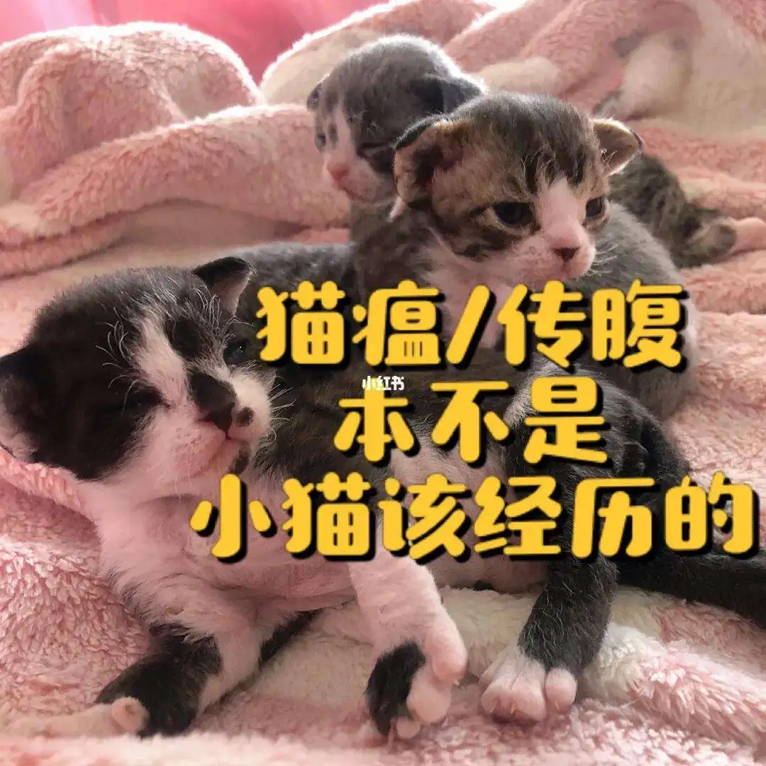 猫传腹就是猫瘟吗(猫传腹是不是传染病)