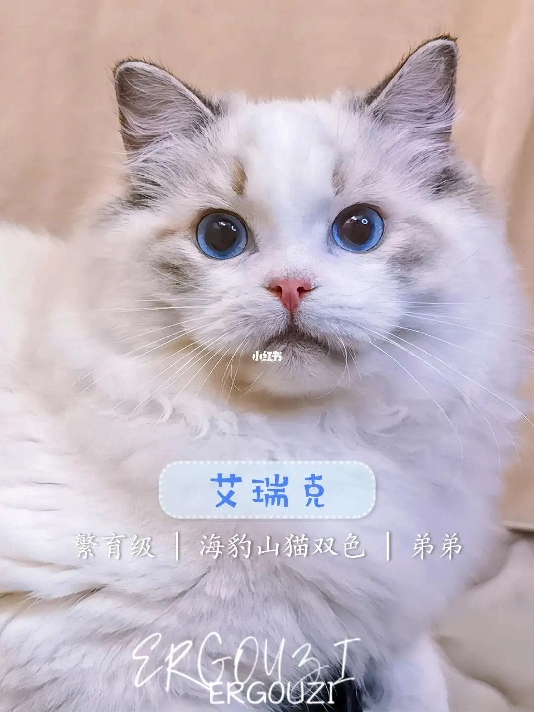 海豹布偶猫重点色(布偶猫海豹色什么意思)